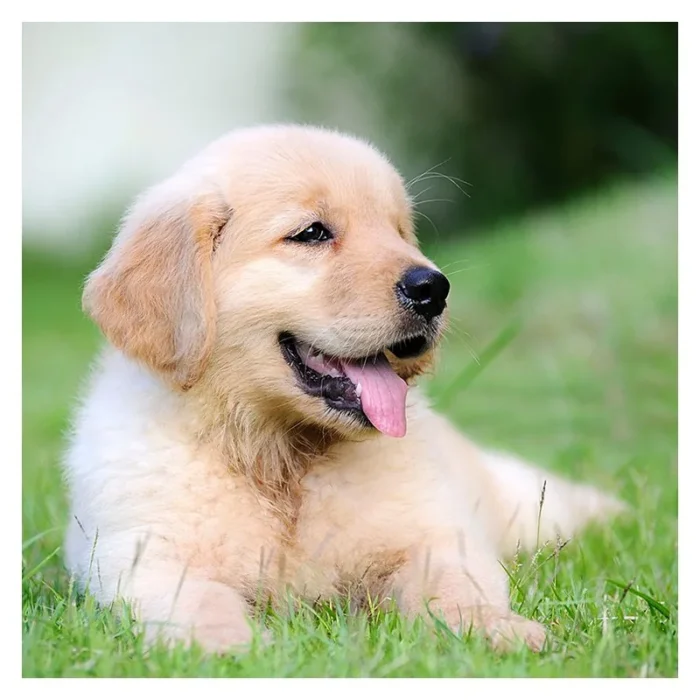 KOLEDAR KUŽKI 2027 – J - slika 7